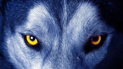 HD wallpaper: yellow wolf eyes, look, wild, wild animal | Wallpaper Flare