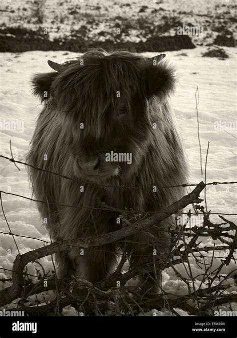 Schottische Hochlandrinder Kalb Fotos Und Bildmaterial In Hoher