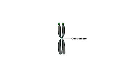 Give The Classification Of Chromosomes Based On The Position Of The