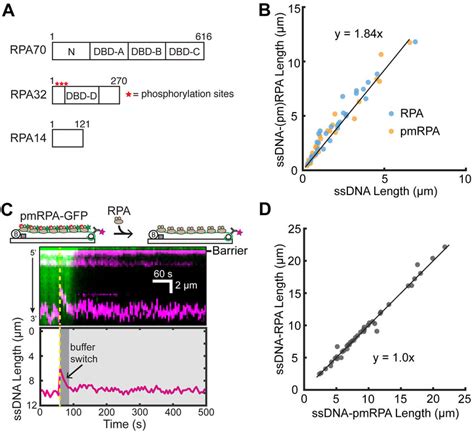 Analysis Of Rpa Binding Modes On Ssdna A Schematic Of The Dna