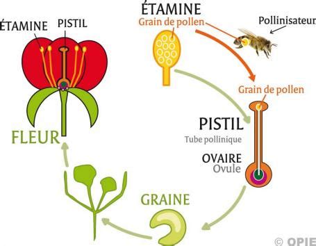 Biologie V G Tale La Reproduction Des Plantes Fleur