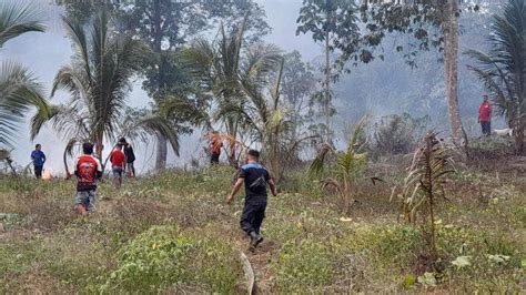 16 Hektar Hutan Dan Lahan Di Duasudara Bitung Sulawesi Utara Terbakar