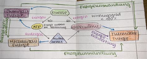 Schaubild Zellatmung Quizlet