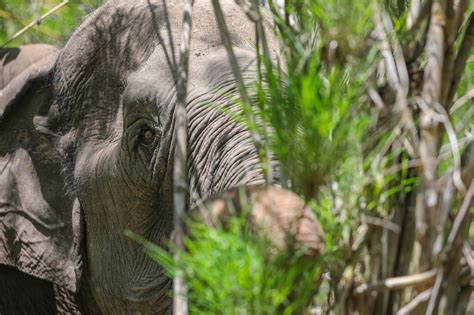 Clashing With Humans Vietnams Wild Elephants Make A Last Stand