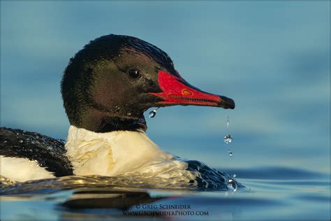 Common Merganser portrait