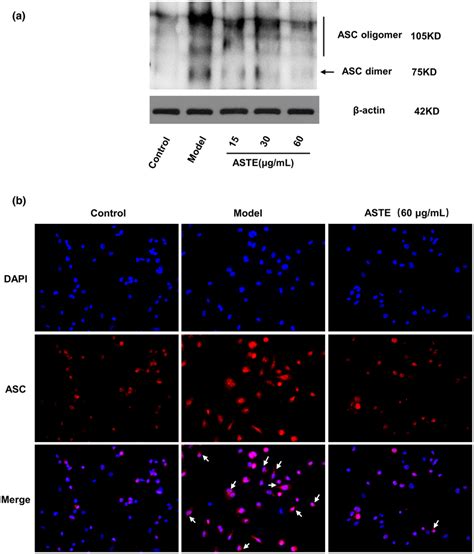 Effects Of Aste On Asc Oligomerization And Speck Formation Thp