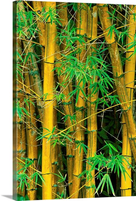 Bamboo Plants Wall Art, Canvas Prints, Framed Prints, Wall Peels | Great Big Canvas