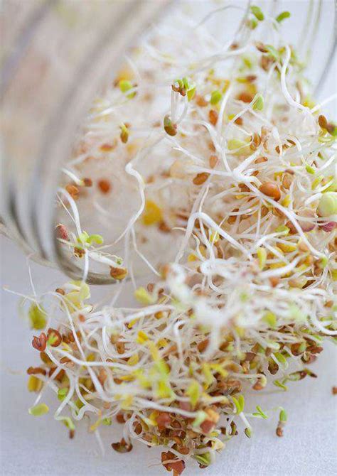 The Friday Foodiehow To Grow Sprouts Celebrate Creativity