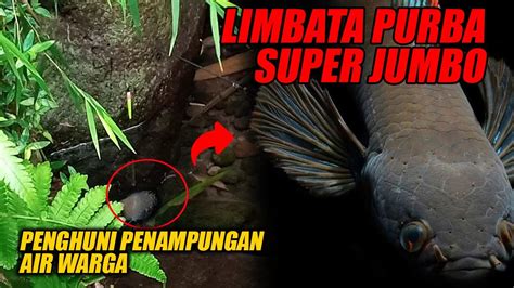 Ini Sih MONSTER PURBA CHANNA LIMBATA TERBESAR Hasil Mancing YouTube