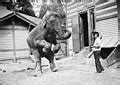 categorycaptive elephants wikimedia commons