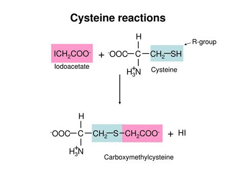 Ppt Lecture 4 Amino Acids Powerpoint Presentation Id399998