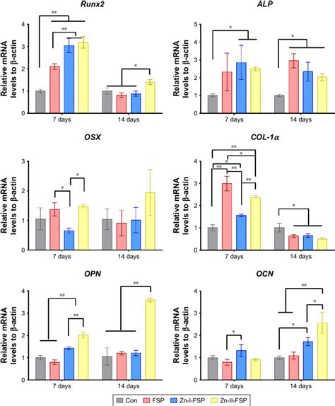 Expression Levels Of Osteogenic Differentiation Marker Genes Notes