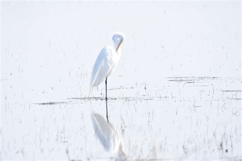 Dsc3861 Great White Egret Stacey Hebrard Flickr