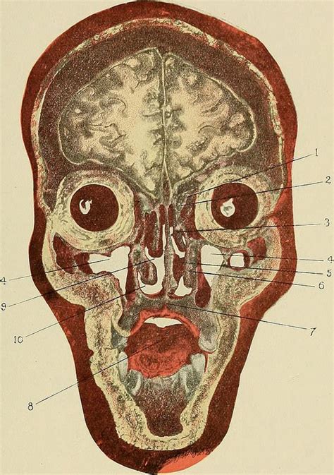 Anatomy of the Human Skull