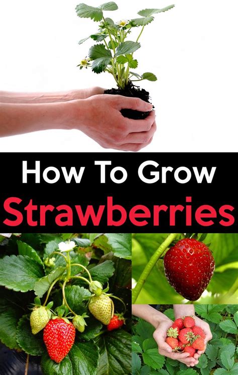 How To Grow Strawberries Easy Step By Step Guide Growing