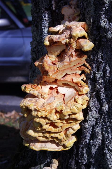 meeyauw's Photo A Day: Sulphur Shelf Mushroom