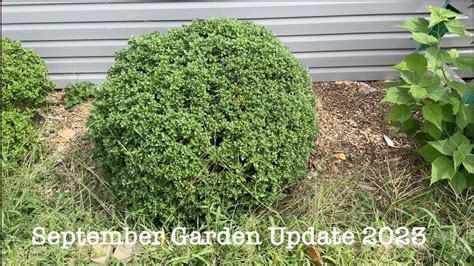 September Garden Tour Zone B Garden Update Youtube