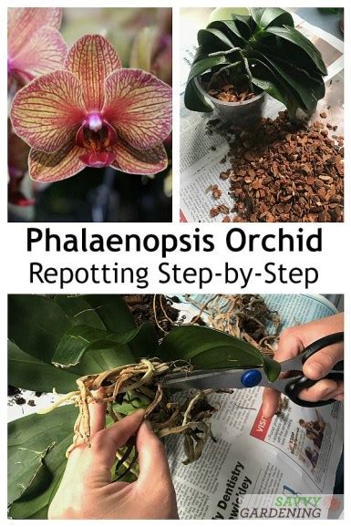 Phalaenopsis Orchid Repotting: The Step-by-Step Process