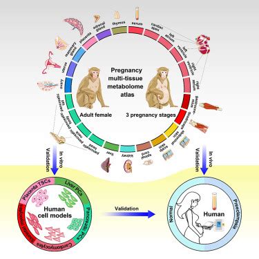 A Multi Tissue Metabolome Atlas Of Primate Pregnancy Cell