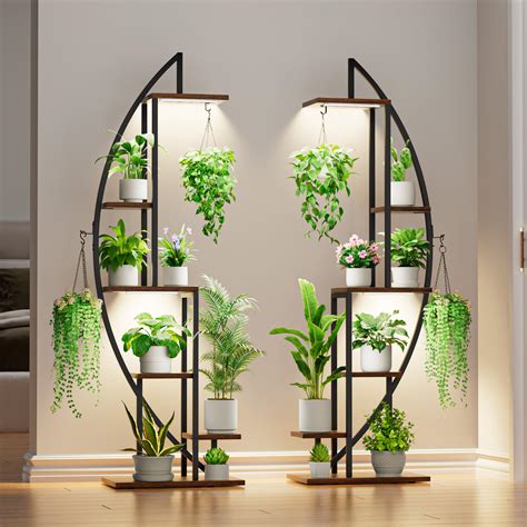 Live Indoor Plant Display House Plants Indoor Mix Of 6 Real House