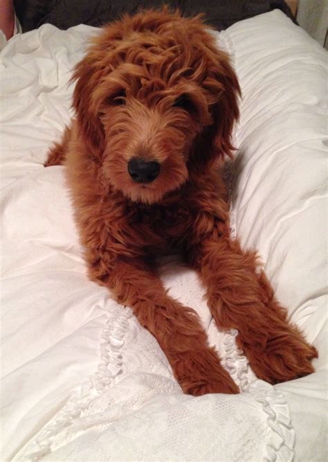 Hypoallergenic Pets That Like To Cuddle - Pet Spare