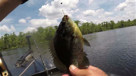 spotted sunfish bite  hot youtube