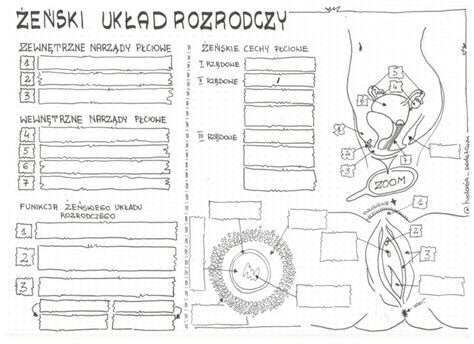 Żeński układ rozrodczy klasa 7 KP Złoty nauczyciel