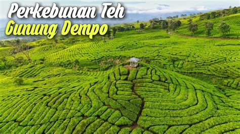 Drone View Kebun Teh Gunung Dempo Pagar Alam 2023 Youtube