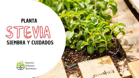 Stevia Planta Como Cultivar RETOEDU