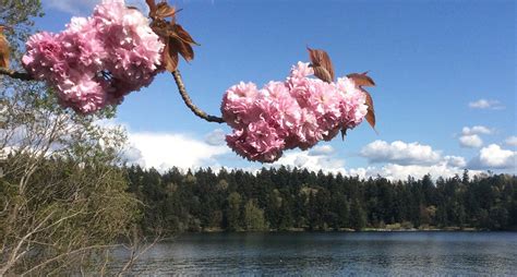 cherry blossom | Lakewood Seward Park Community Club