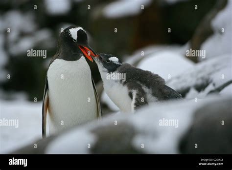 Gentoo Penguin Pygoscelis Papua Feeding Its Chick With Krill