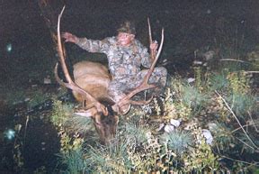 Elk Photo Gallery