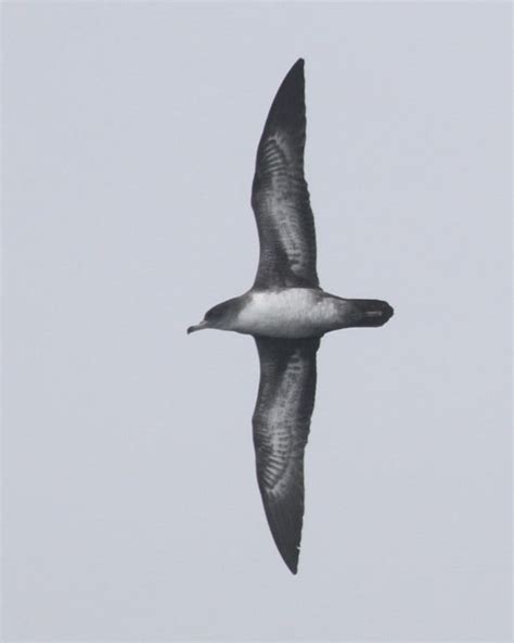 Pink Footed Shearwater Photos Birdspix