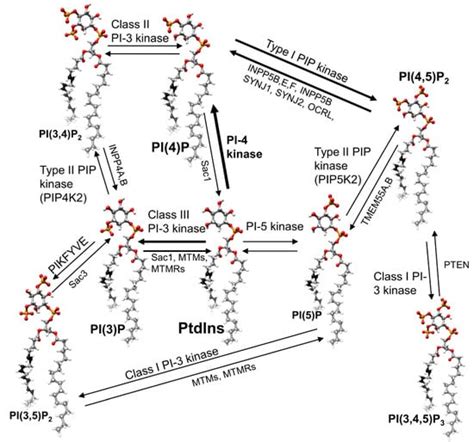 Phosphoinositides In Retinal Function And Disease