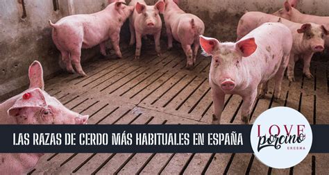 Razas De Cerdos En Espa A M S Habituales Love Porcino