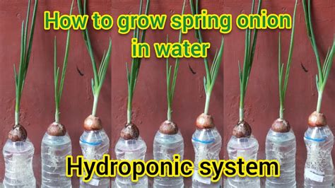 How To Grow Spring Onions In Water Hydroponic System Grow Spring