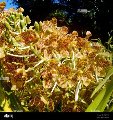 Flowering Grammatophyllum Speciosum The Largest Orchid Plant Species