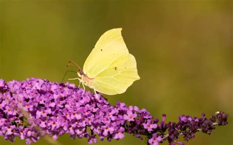 Brimstone Butterfly: Identification, Life Cycle, and Behavior - Insectic