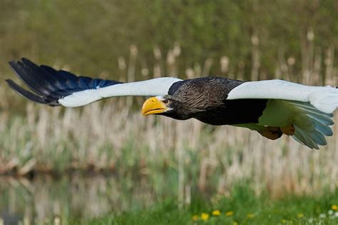 Premium Photo Stellers Sea Eagle Haliaeetus Pelagicus