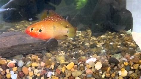 Joya Hemichromis Lifalili Red Jewel Youtube