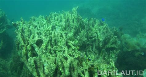 Terumbu Karang Indonesia Kategori Buruk 33 82 Persen Dari Laut