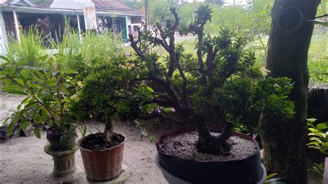 Merubah Tampilan Bonsai Asoka Yellow Menjadi Lebih Indah Youtube