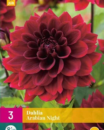 Dahlia Arabian Night Knollen Dunkelrote Dahlien Kaufen