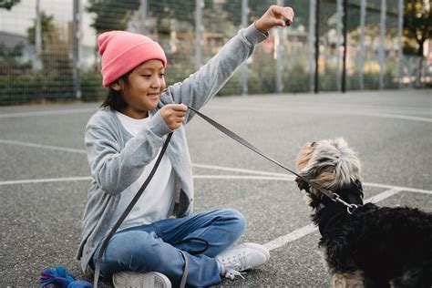 Consejos para entrenar a tu perro técnicas efectivas