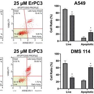 Induction Of Apoptosis In A A And Dms B Cells Treated With