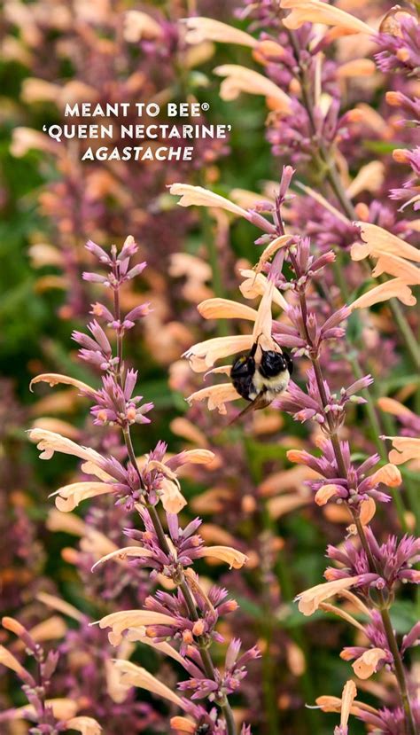 Meant To Bee Queen Nectarine Anise Hyssop Agastache Hybrid