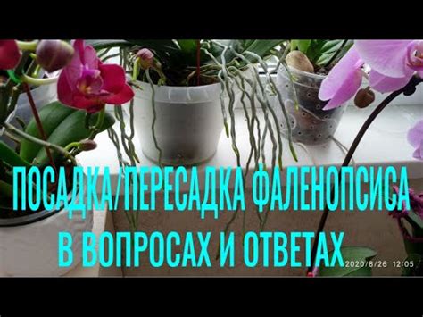 СУБСТРАТ/ГРУНТ, ФИТИЛЬ для посадки ОРХИДЕИ В ВОПРОСАХ и ОТВЕТАХ ...