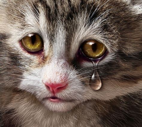 Can Cats Cry Because They Re Sad At Arnold Peete Blog