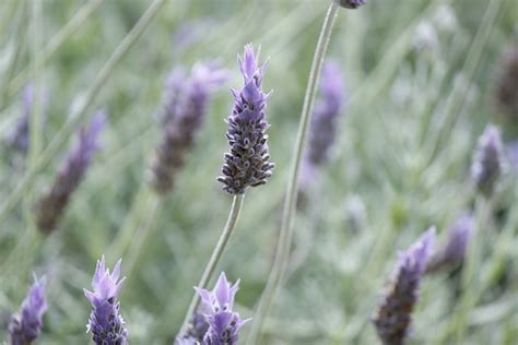 Lavanda El Verano Flores - Foto gratis en Pixabay - Pixabay