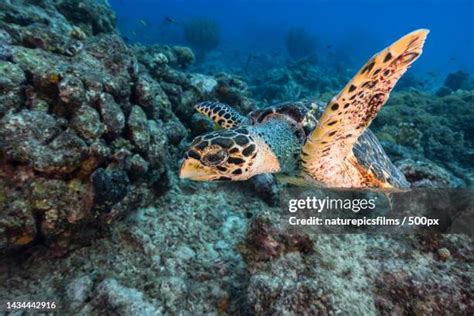 1,093 Caribbean Sea Turtles Stock Photos, High-Res Pictures, and Images ...